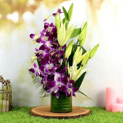 Beautiful Orchidaceous